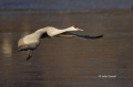 New-Mexico;Sandhill-Crane;Crane;Flight;Southwest-USA;Grus-canadensis;Flying-bird
